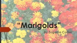 “Marigolds”