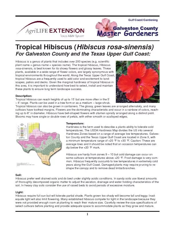 Tropical Hibiscus (For Galveston County and the Texas Upper Gulf Coast