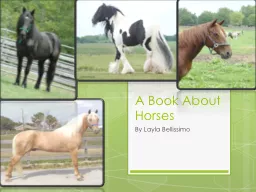 A Book About Horses