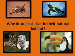 Why do animals live in their natural habitat?