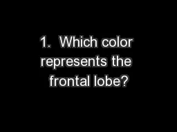 1.  Which color represents the frontal lobe?