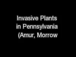 Invasive Plants in Pennsylvania (Amur, Morrow