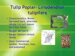 Tulip Poplar- Liriodendron