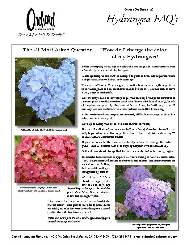 There are no “true red” hydrangeas, no matter how convincing