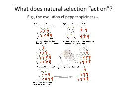What does natural selection “act on”?