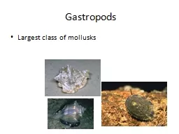Gastropods