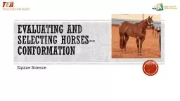 Evaluating and Selecting Horses--Conformation