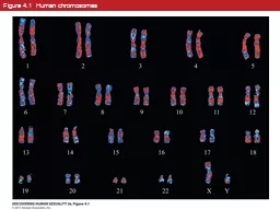 Figure 4.1  Human chromosomes