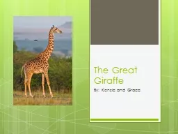 The Great Giraffe