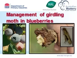 Management of girdling moth in blueberries