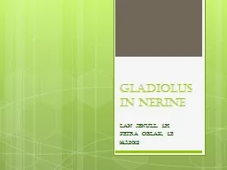 GLADIOLUS in NERINE