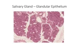 Salivary Gland – Glandular Epithelium