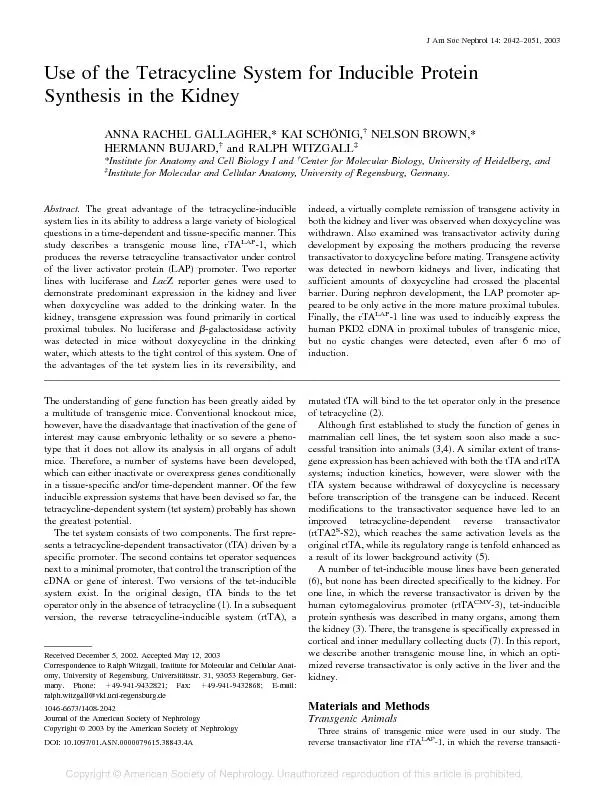 UseoftheTetracyclineSystemforInducibleProteinSynthesisintheKidneyANNAR