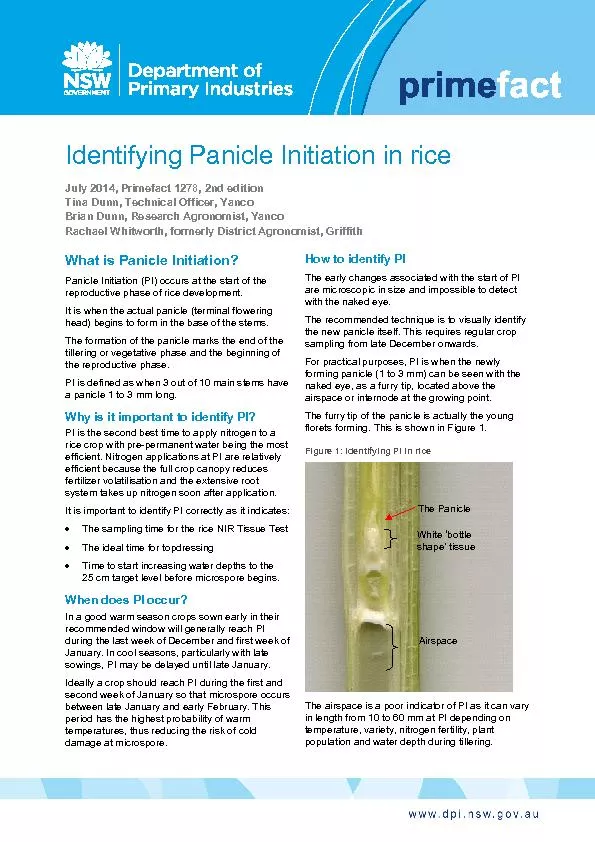Identifying Panicle Initiation in iceJuly 2014,Primefact editionTina D