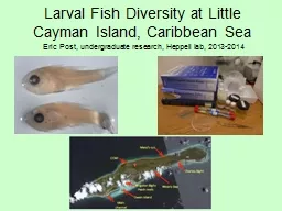 Larval Fish Diversity at Little Cayman Island, Caribbean Se