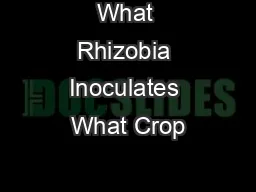 What Rhizobia Inoculates What Crop