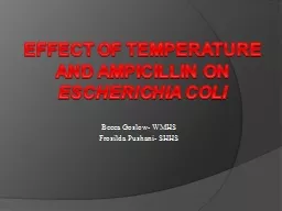 Effect of Temperature and Ampicillin on