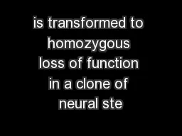 is transformed to homozygous loss of function in a clone of neural ste