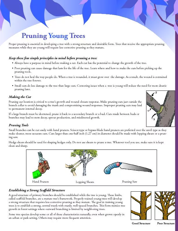PruningYoungTreesProper pruning is essential in developing a tree with