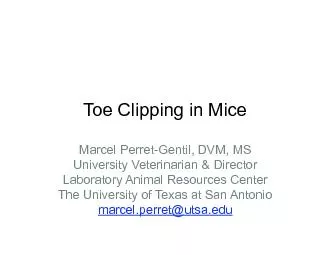 Toe Clipping in Mice University Veterinarian & Director Laboratory Ani