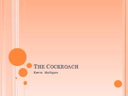 The Cockroach