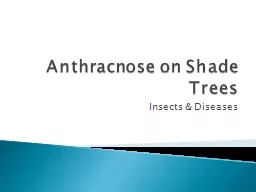 Anthracnose on Shade Trees