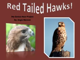 Red Tailed Hawks!