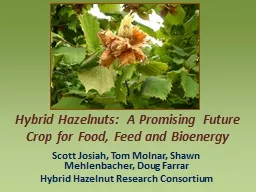 Hybrid Hazelnuts:  A Promising Future Crop for Food, Feed a