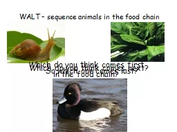 WALT – sequence animals in the food chain