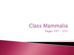 Class Mammalia