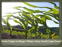 From Crops to Shops: Where Does Food Come From?