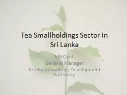 Tea Smallholdings Sector in