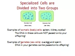 Specialized Cells are Divided into Two Groups