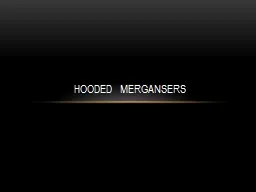 Hooded Mergansers