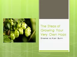 The Steps of Growing Your Very Own Hops