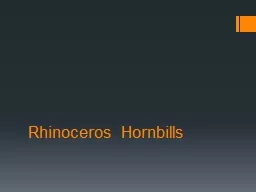 Rhinoceros Hornbills