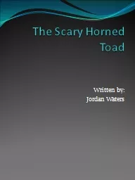 The Scary Horned Toad