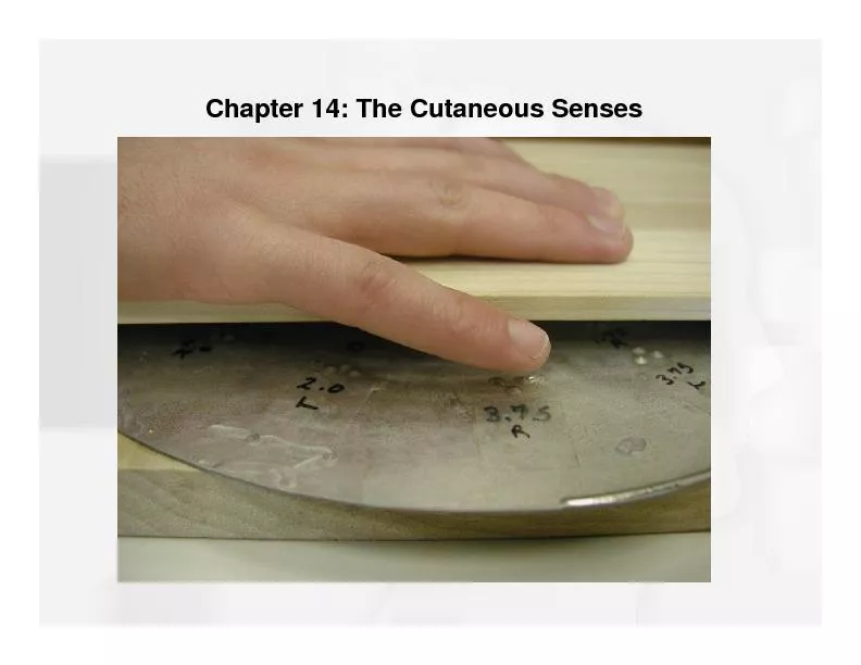 Chapter 14: The CutaneousSenses