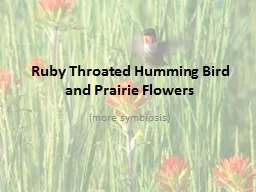 Ruby Throated Humming Bird and Prairie Flowers