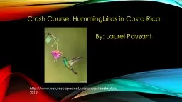 Crash Course: Hummingbirds in Costa Rica
