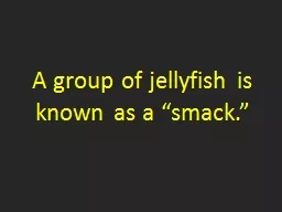 A group of jellyfish is known as a “smack.”