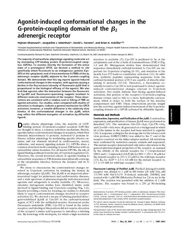 Agonist-inducedconformationalchangesintheG-protein-couplingdomainofthe