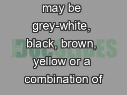 The colour may be grey-white, black, brown, yellow or a combination of