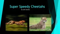 Super Speedy Cheetahs