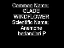 Common Name:  GLADE WINDFLOWER Scientific Name:  Anemone berlandieri P