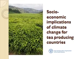 Socio-economic implications of climate change for tea produ
