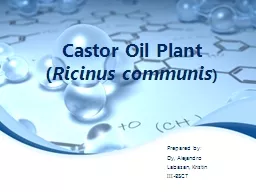 Castor Oil Plant