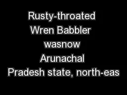 Rusty-throated Wren Babbler  wasnow Arunachal Pradesh state, north-eas