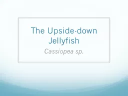The Upside-down Jellyfish