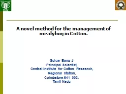 A novel method for the management of mealybug in Cotton.